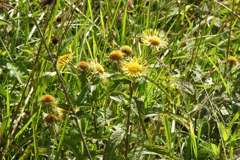 Inula hupehensis