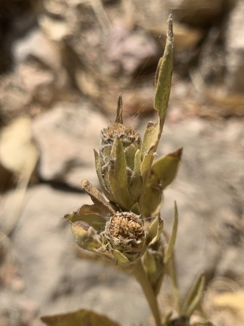 Inula inuloides photo 2