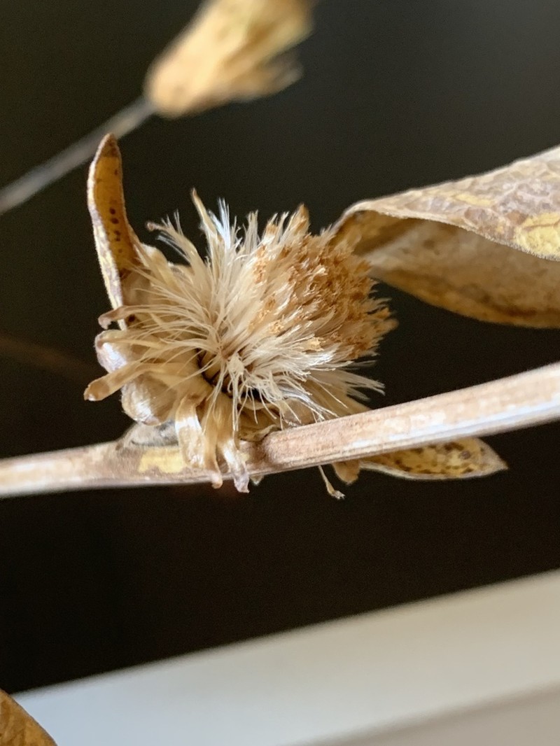 Inula inuloides photo 3