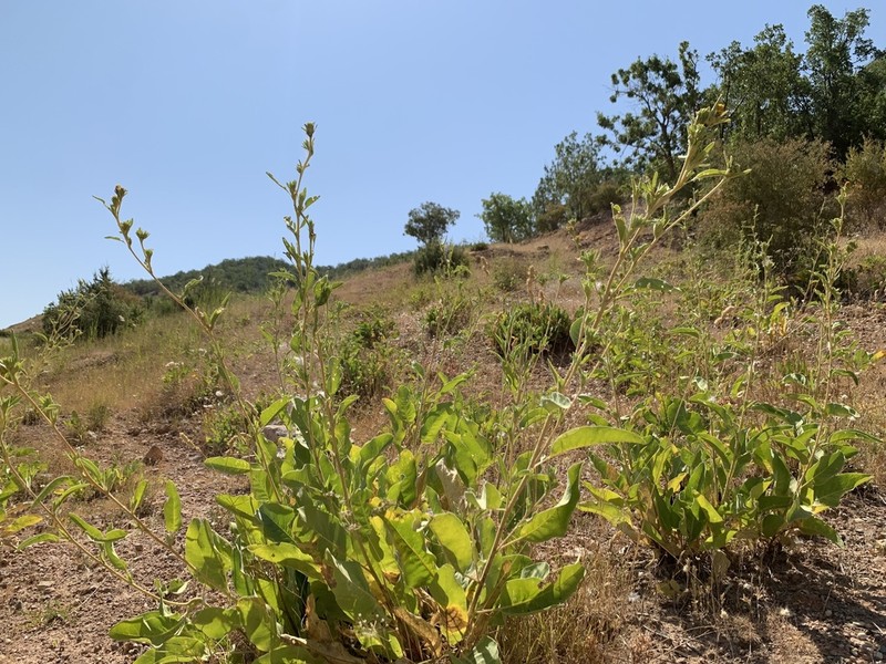 Inula inuloides photo 4