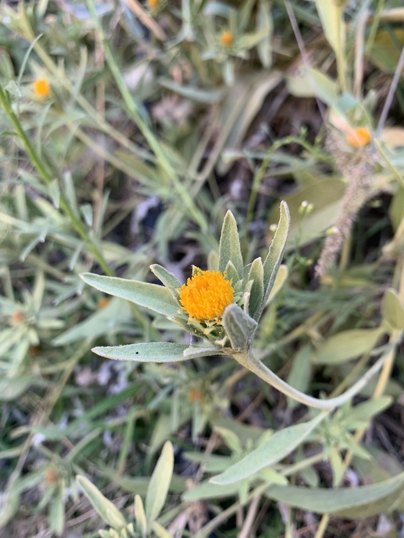 Inula inuloides photo 5