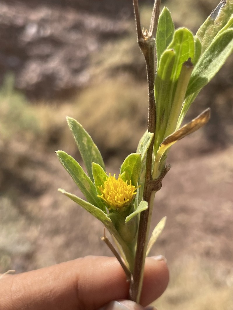 Inula inuloides photo 7