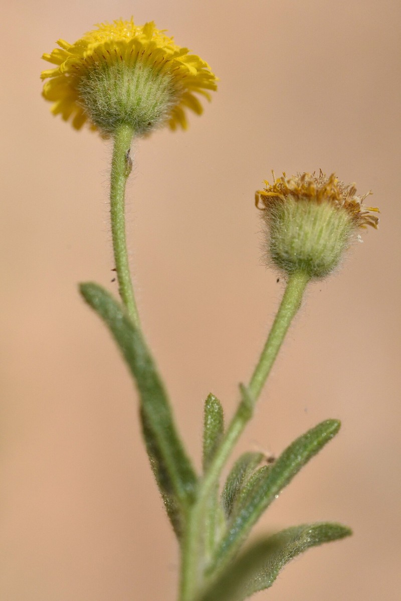 Inula inuloides photo 8