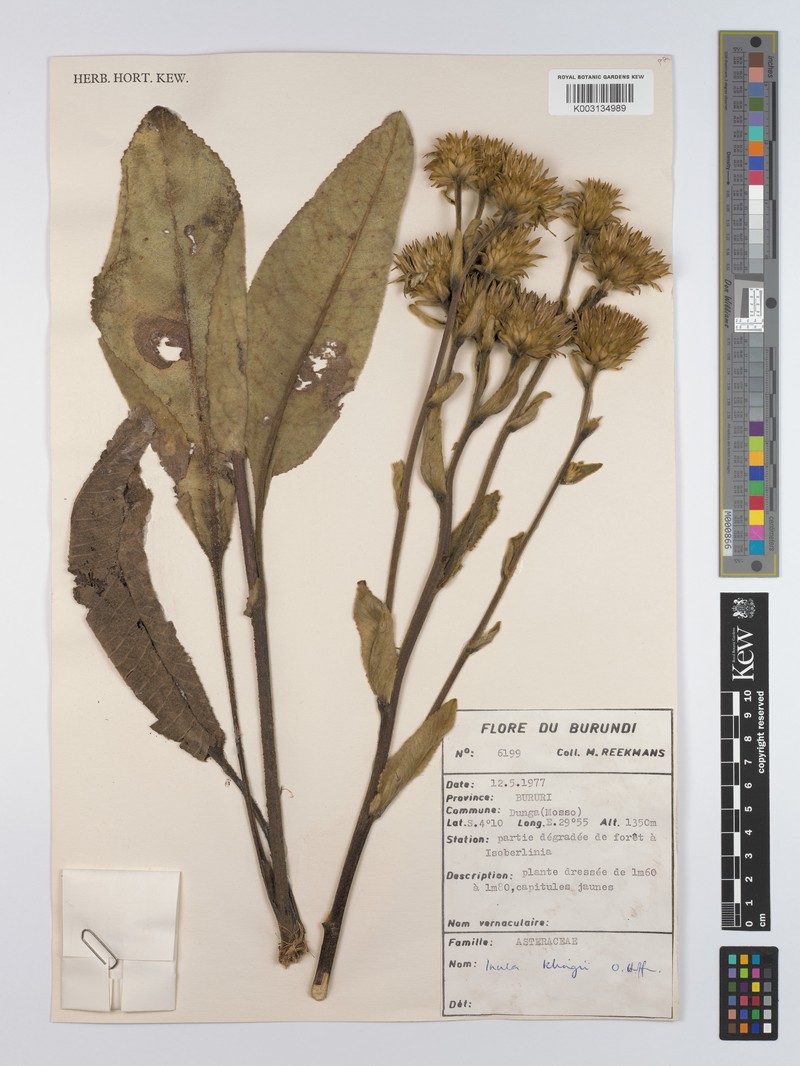 Inula klingii photo 3