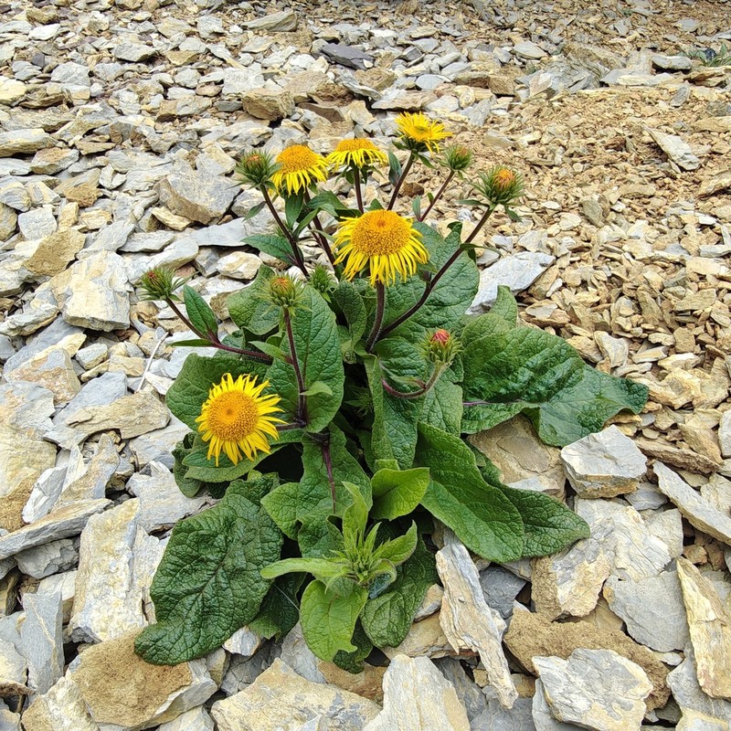 Inula koelzii
