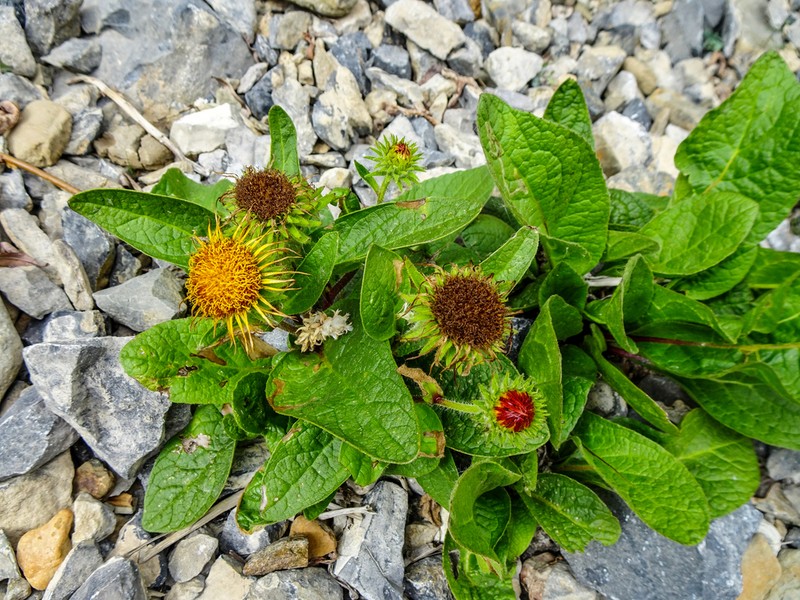 Inula koelzii photo 3