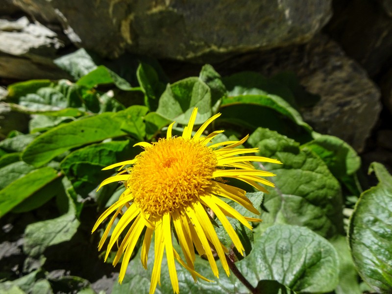 Inula koelzii photo 4