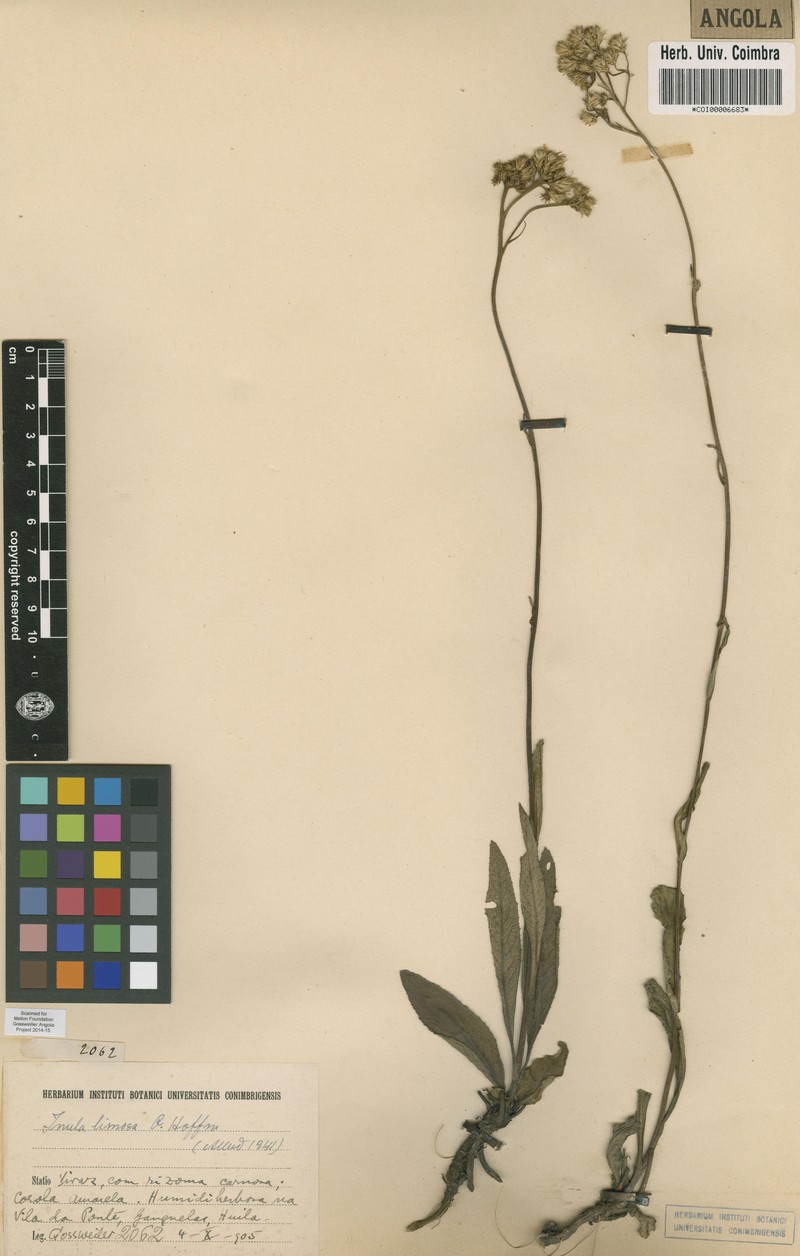 Inula limosa