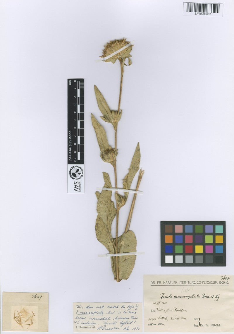 Inula macrocephala photo 2