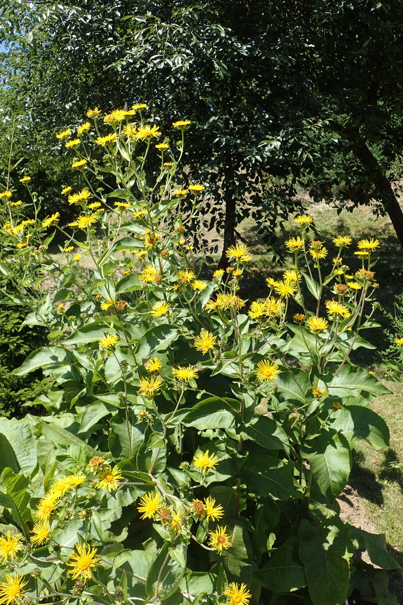 Inula macrocephala