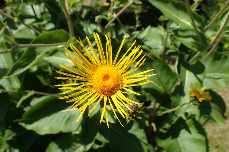 Inula macrocephala photo 3