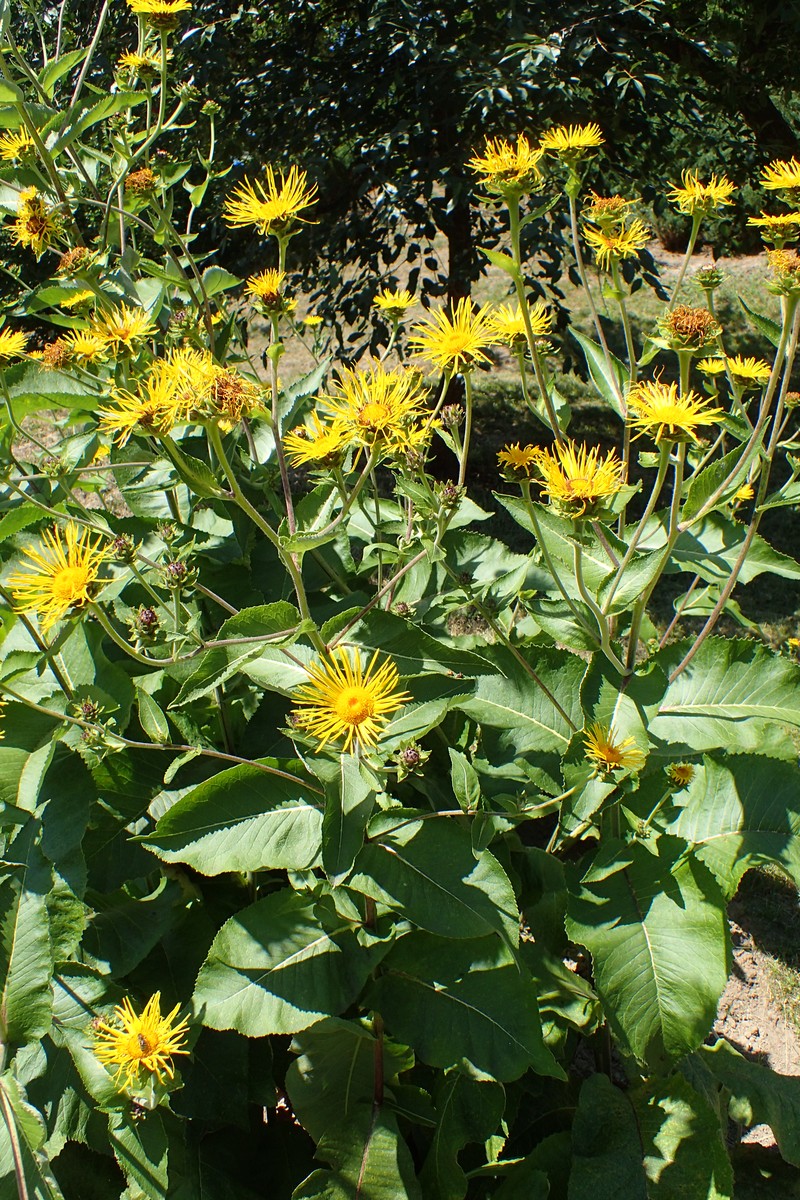 Inula macrocephala photo 4
