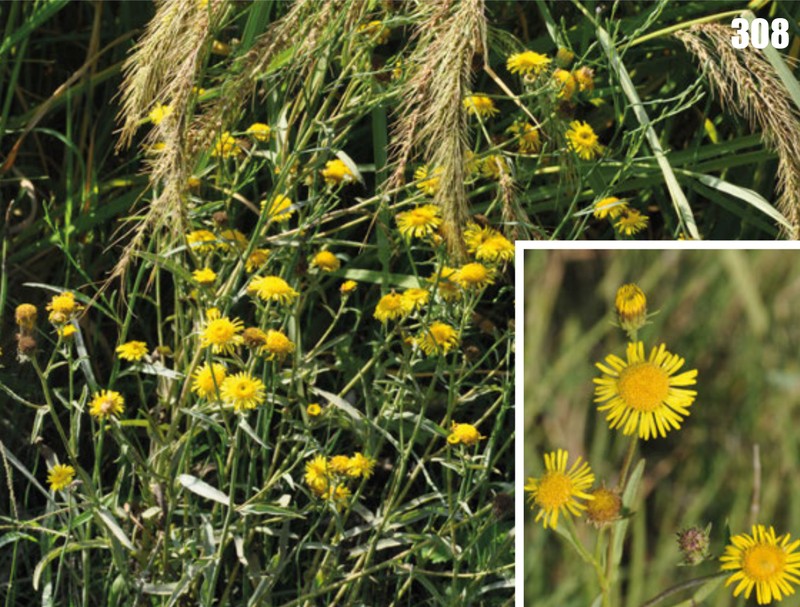 Inula macrolepis