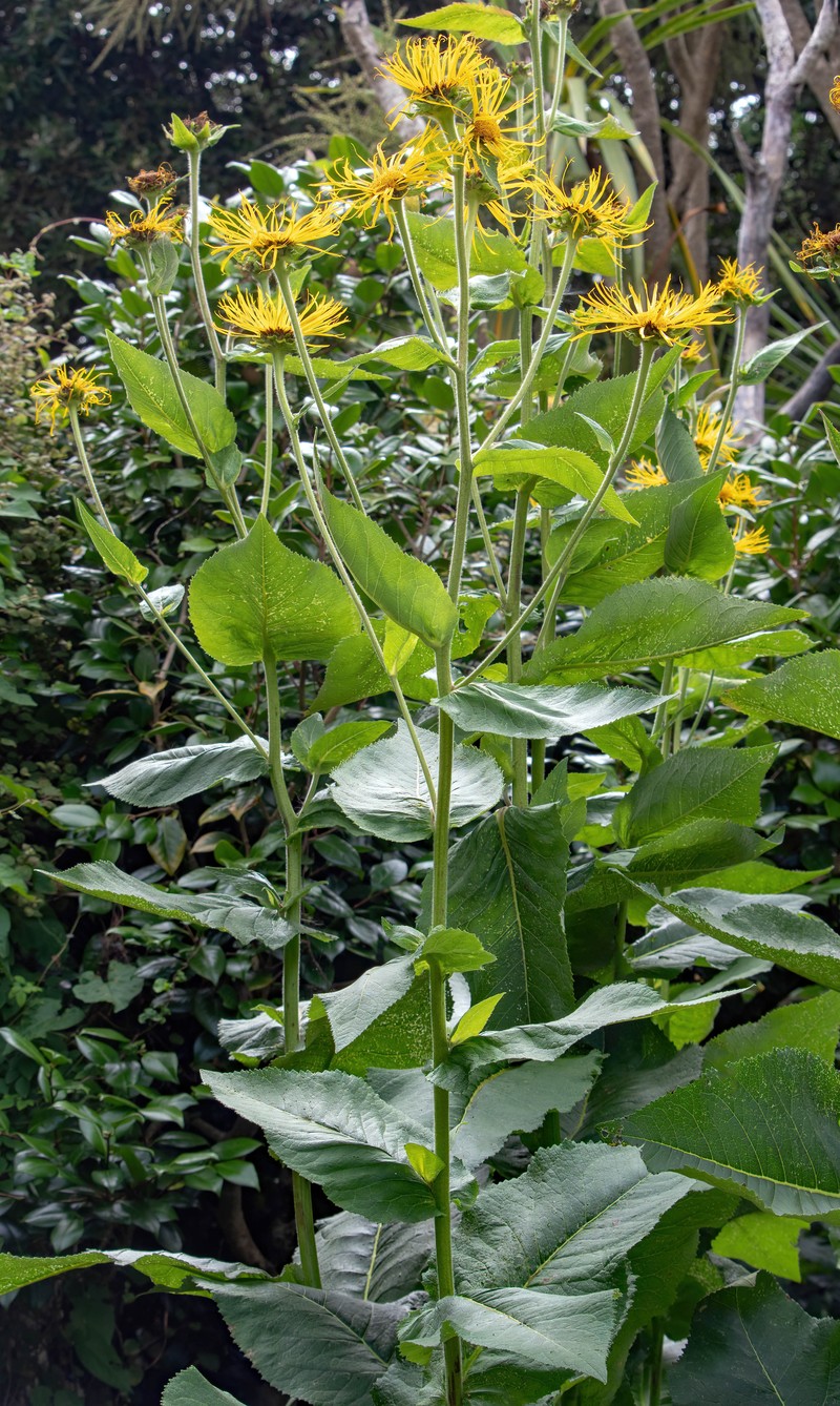Inula magnifica photo 2