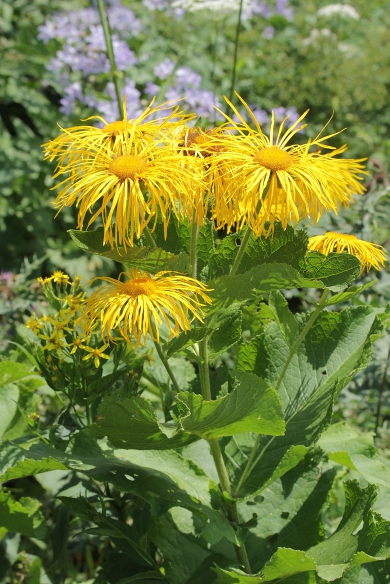 Inula magnifica photo 3