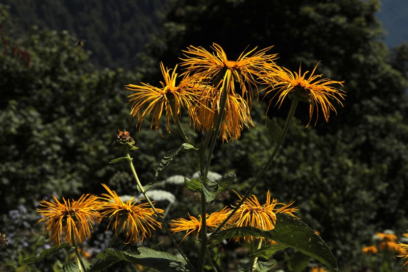 Inula magnifica photo 4