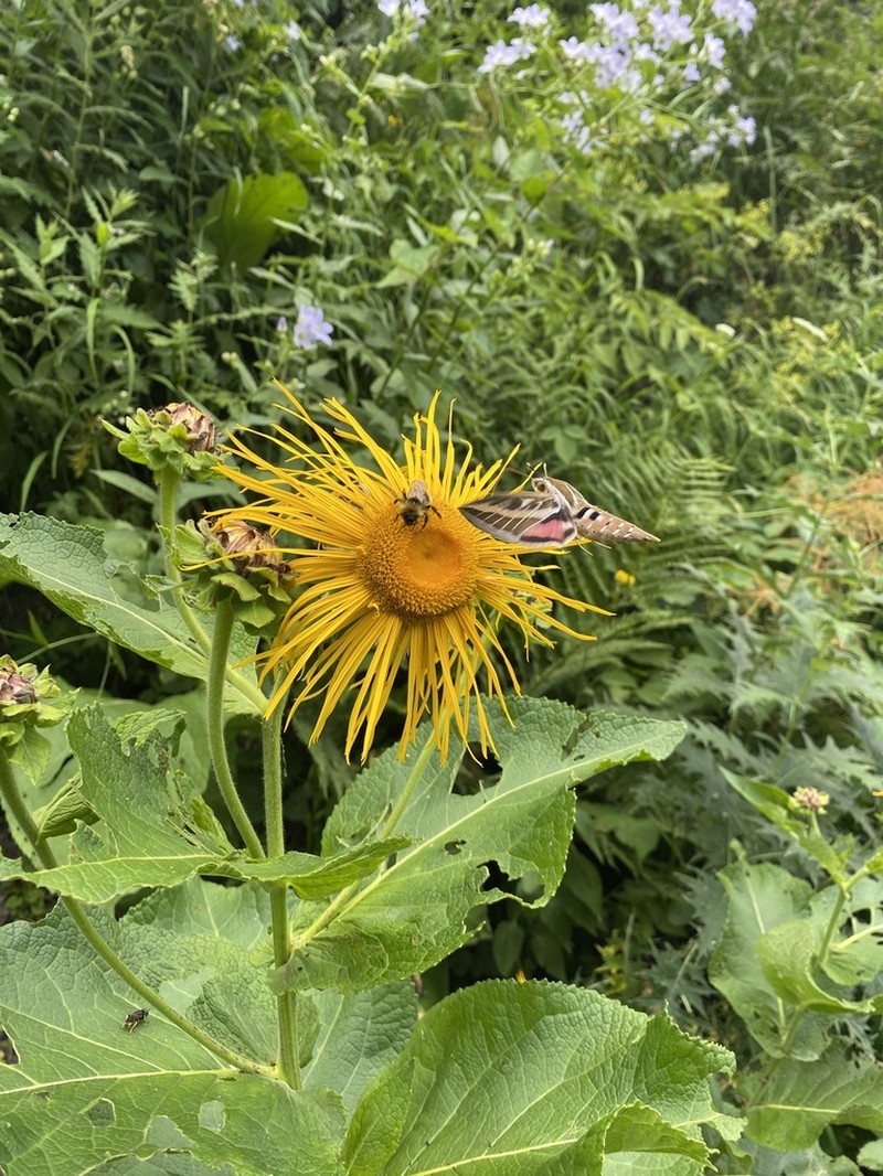 Inula magnifica photo 5
