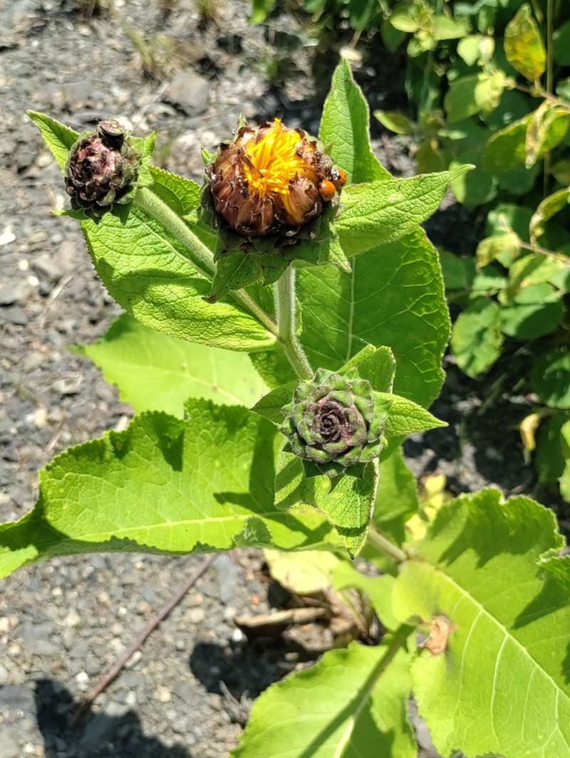 Inula magnifica photo 6