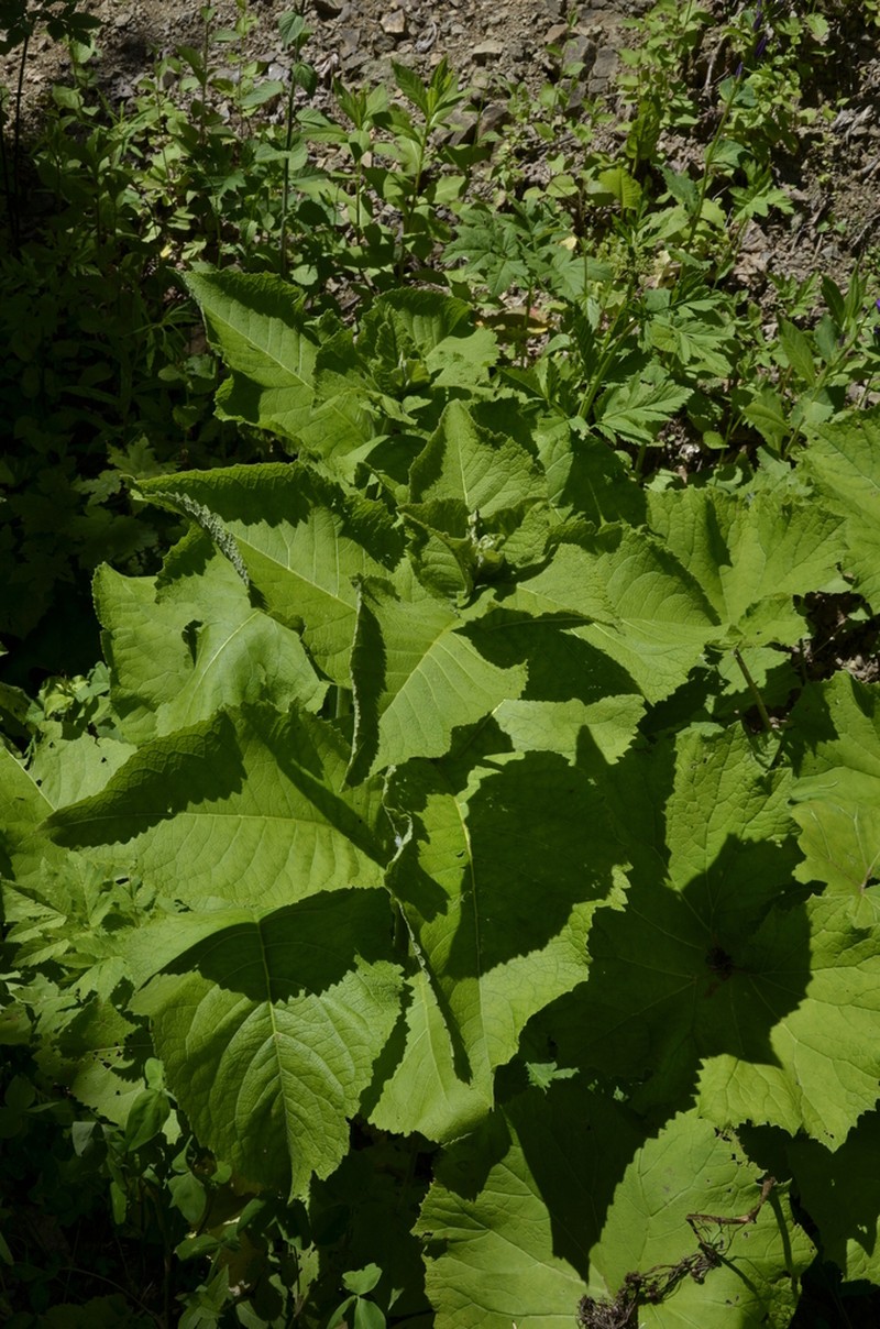 Inula magnifica photo 7