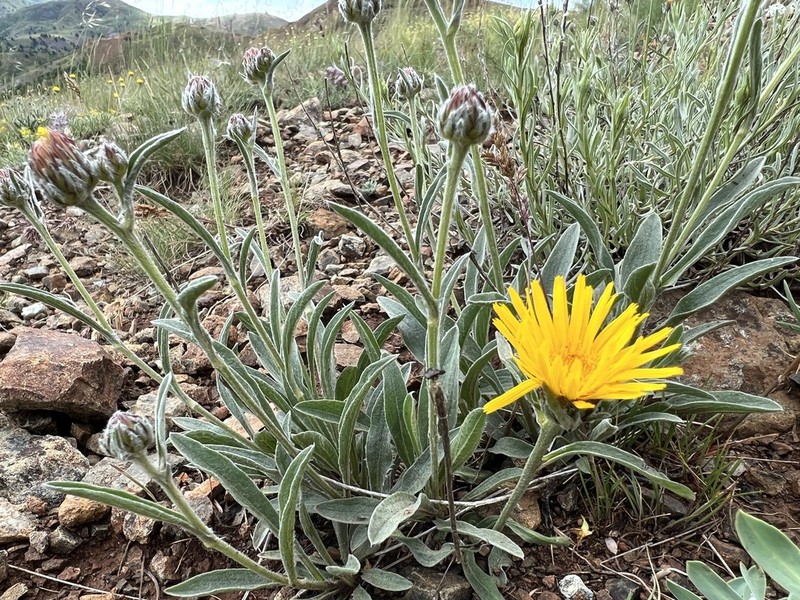 Inula montbretiana