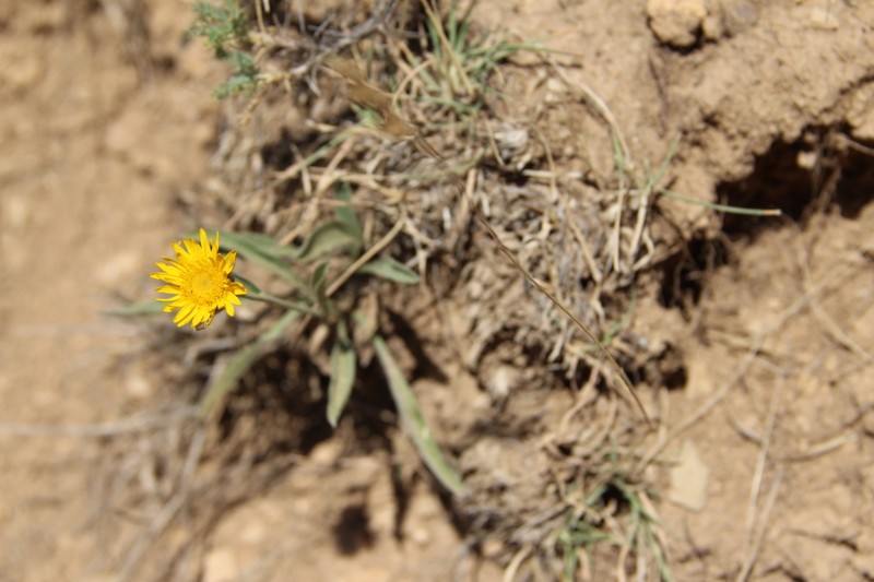 Inula montbretiana photo 2