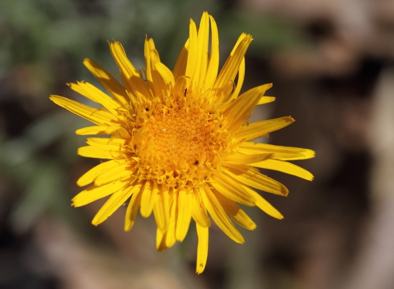 Inula montbretiana photo 3