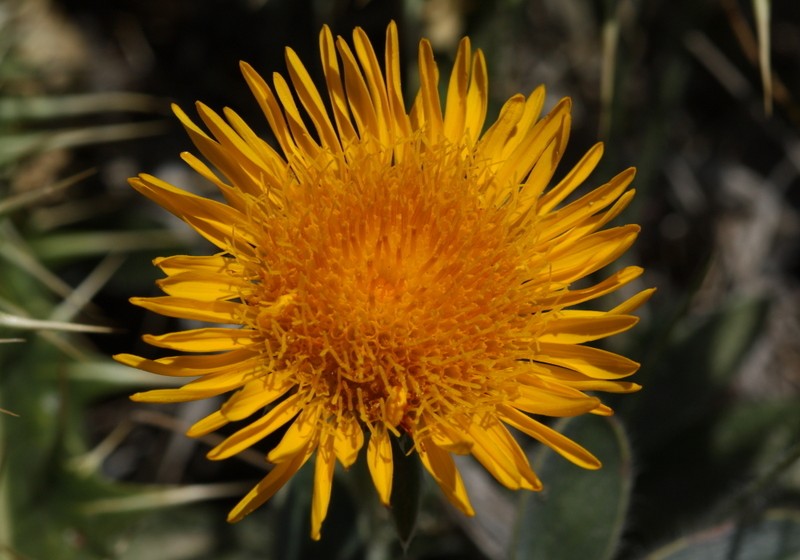 Inula montbretiana photo 4