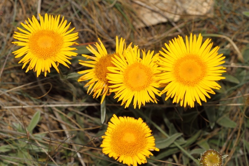 Inula montbretiana photo 5