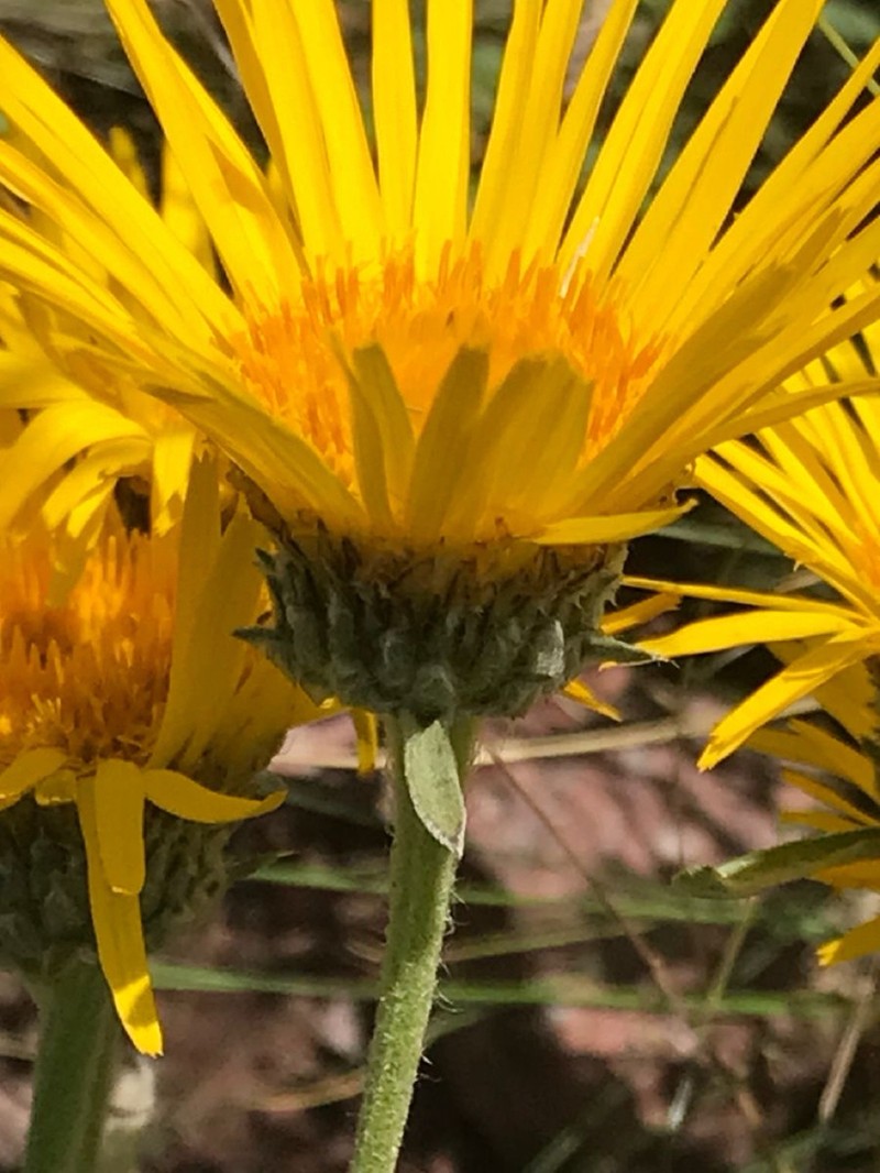 Inula montbretiana photo 6