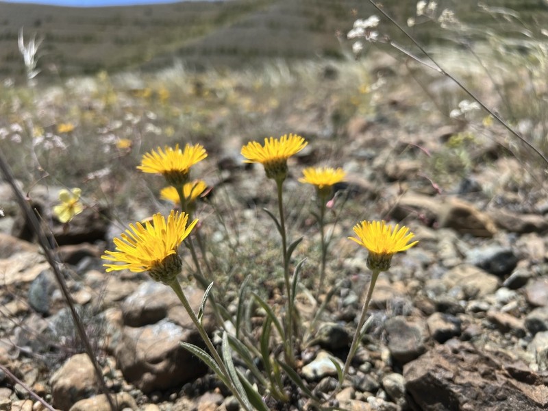 Inula montbretiana photo 7