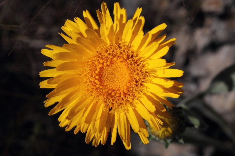 Inula montbretiana photo 8