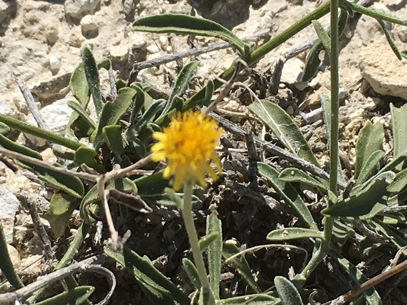 Inula multicaulis photo 3
