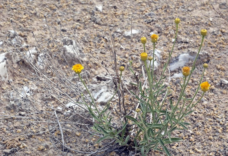 Inula multicaulis photo 4