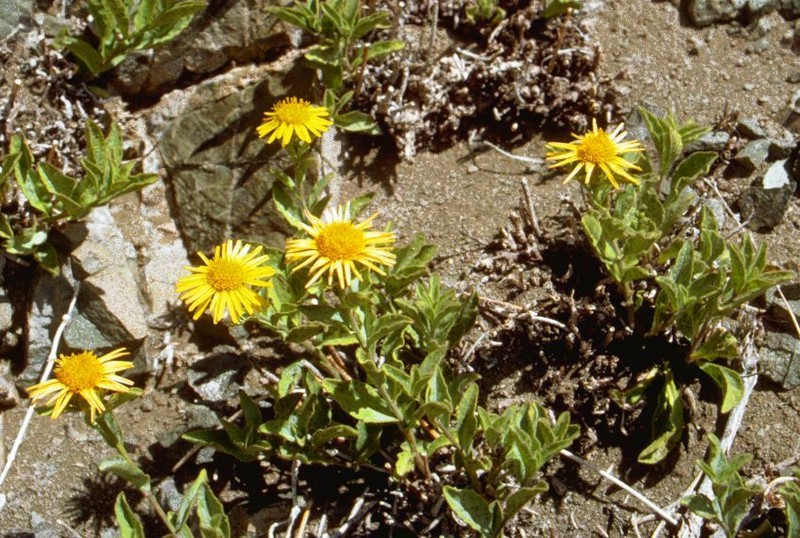 Inula obtusifolia photo 2