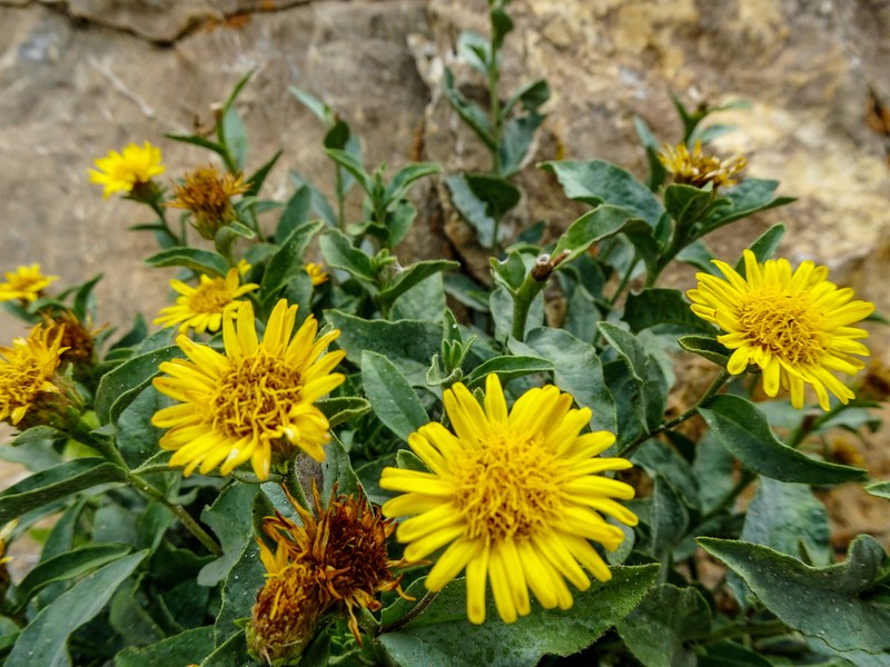 Inula obtusifolia photo 3