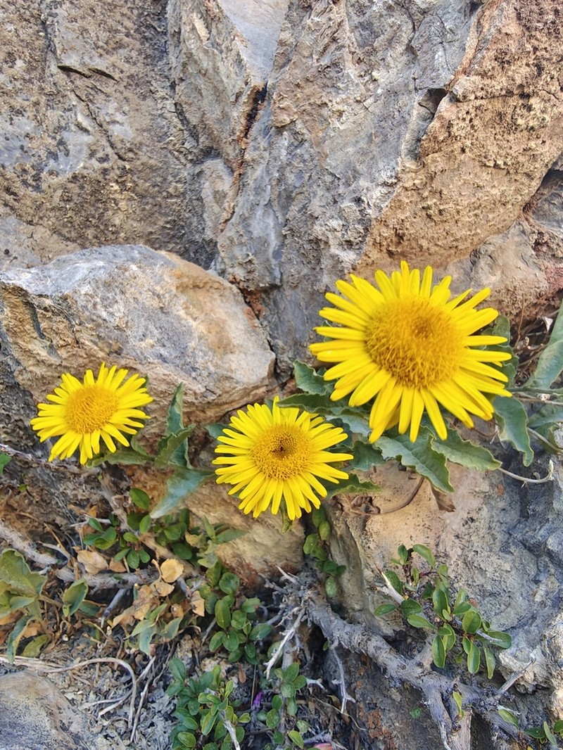 Inula obtusifolia photo 4