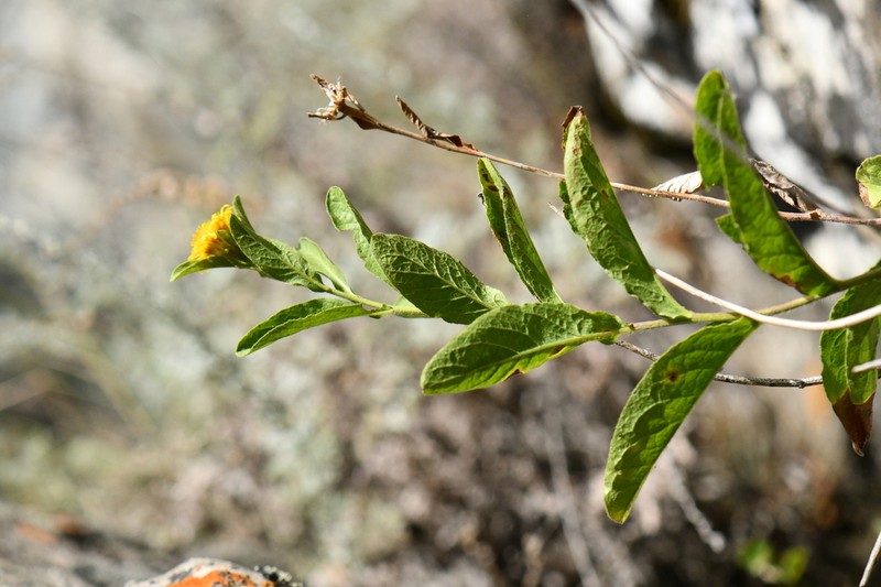 Inula obtusifolia photo 5