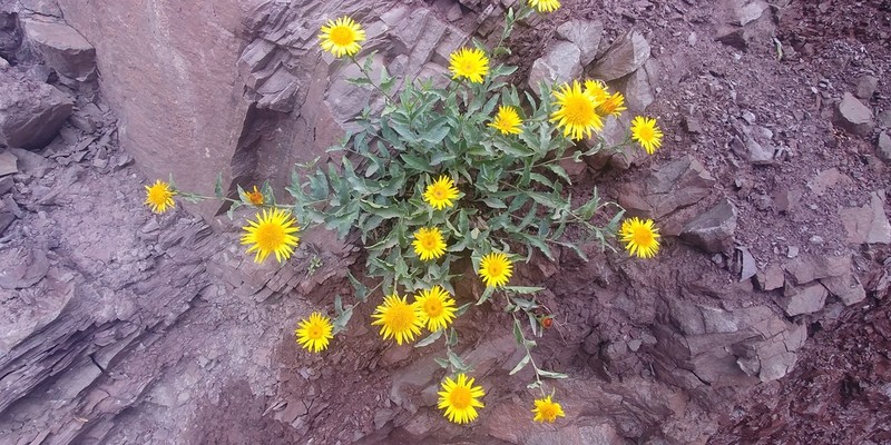 Inula obtusifolia photo 6