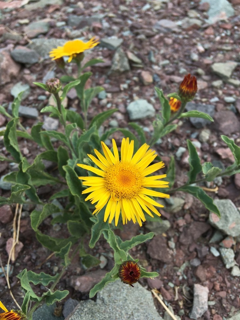 Inula obtusifolia photo 7