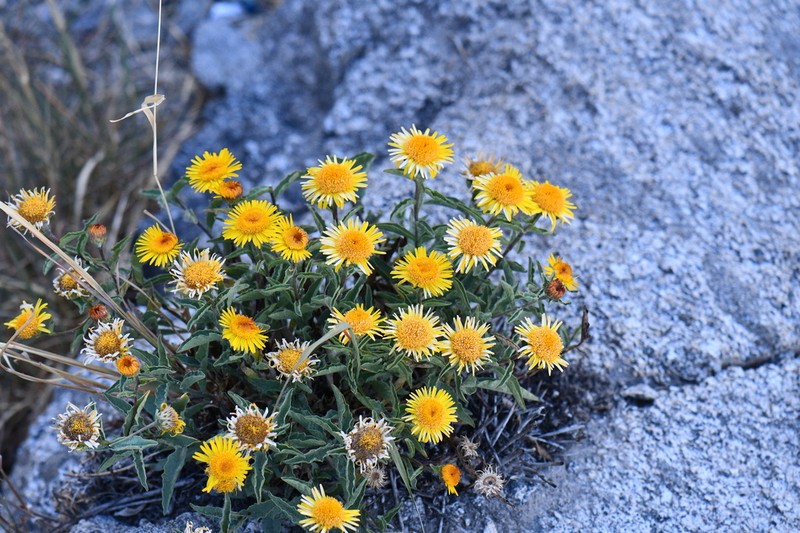 Inula obtusifolia photo 8