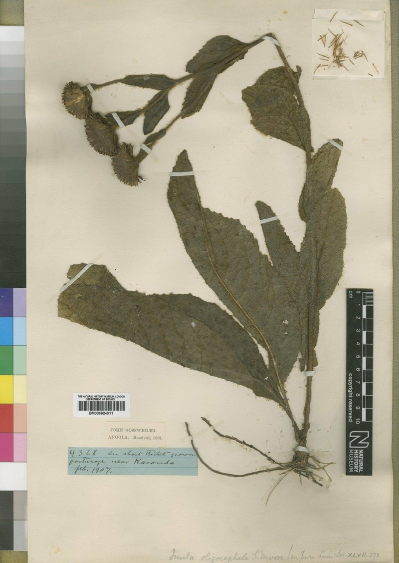 Inula oligocephala photo 2