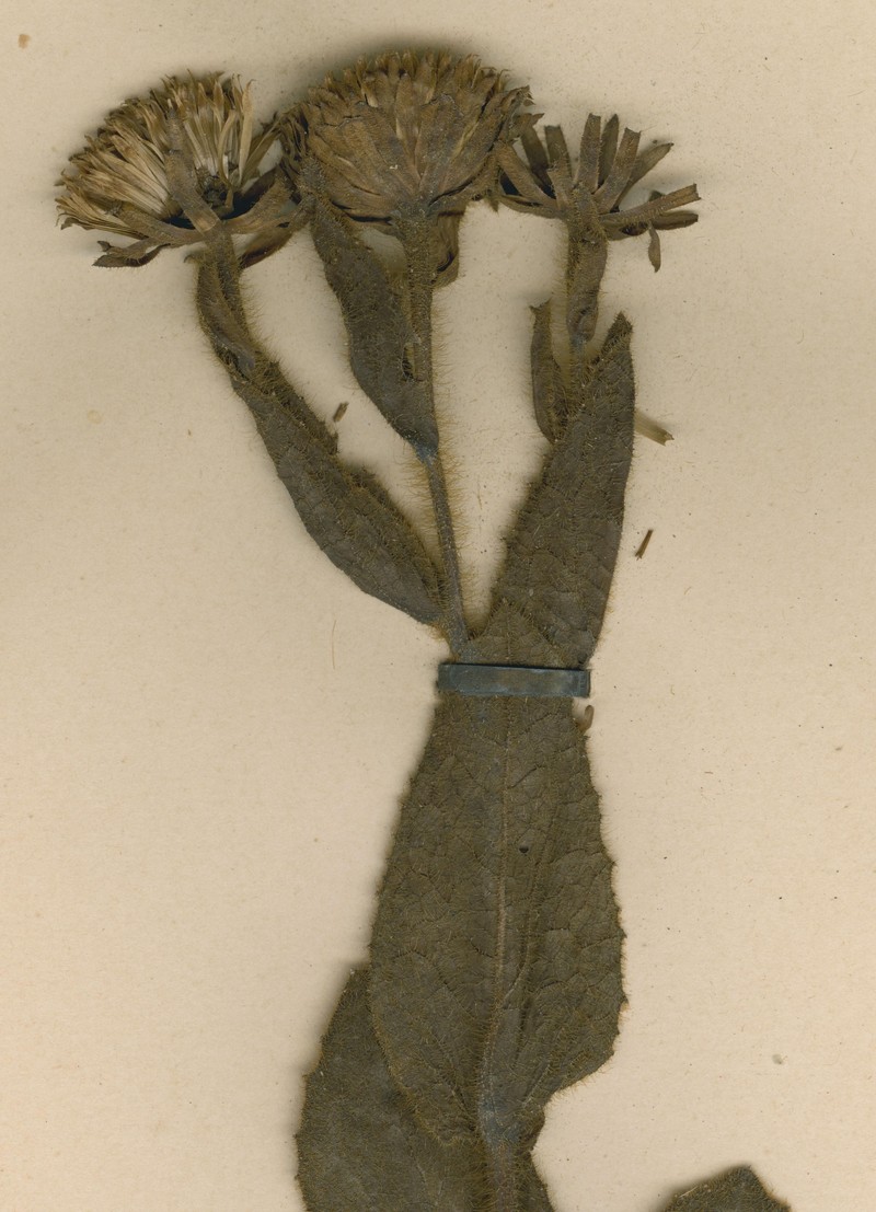 Inula oligocephala