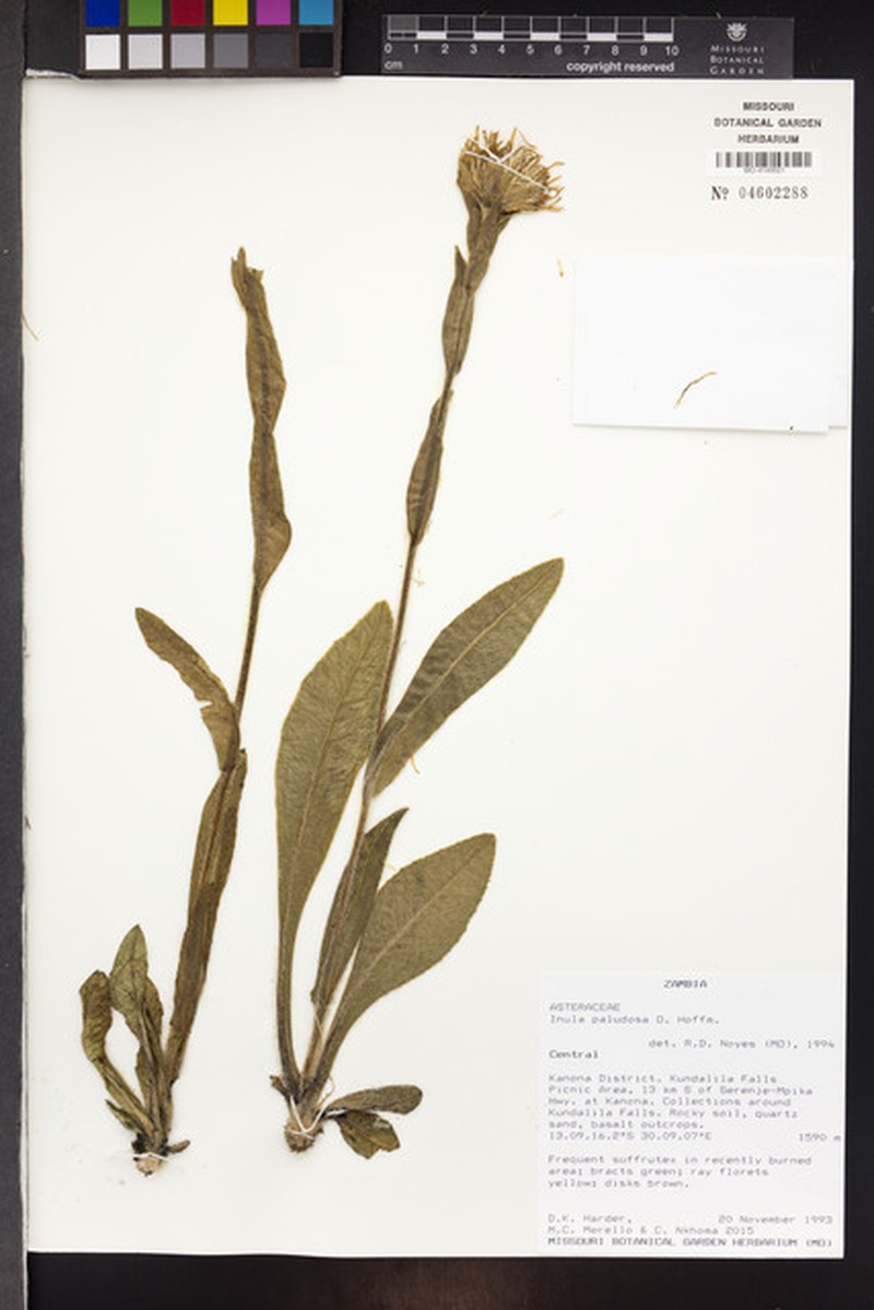 Inula paludosa