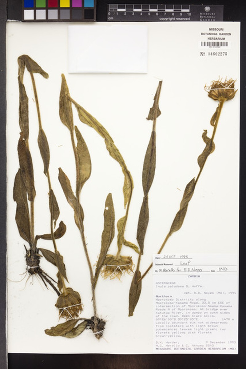 Inula paludosa photo 2