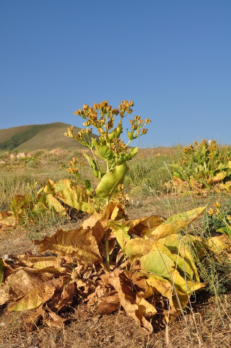 Inula peacockiana