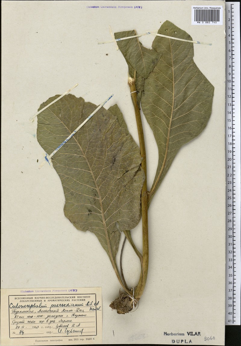 Inula peacockiana photo 3