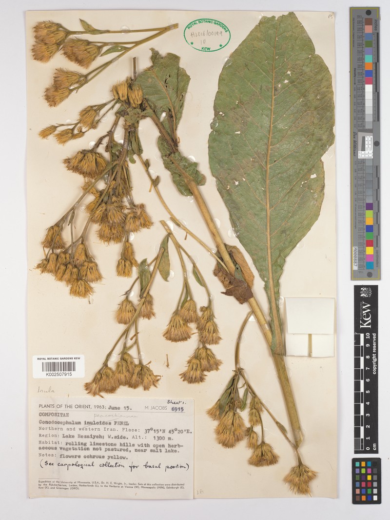 Inula peacockiana photo 4
