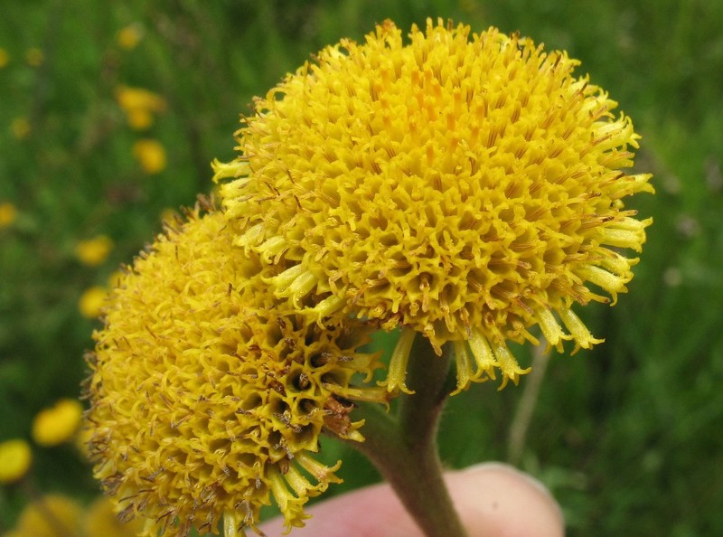 Inula perrieri