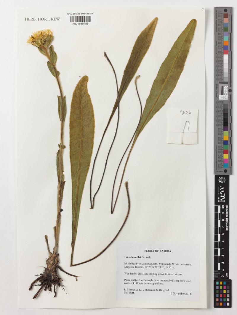Inula poggeana