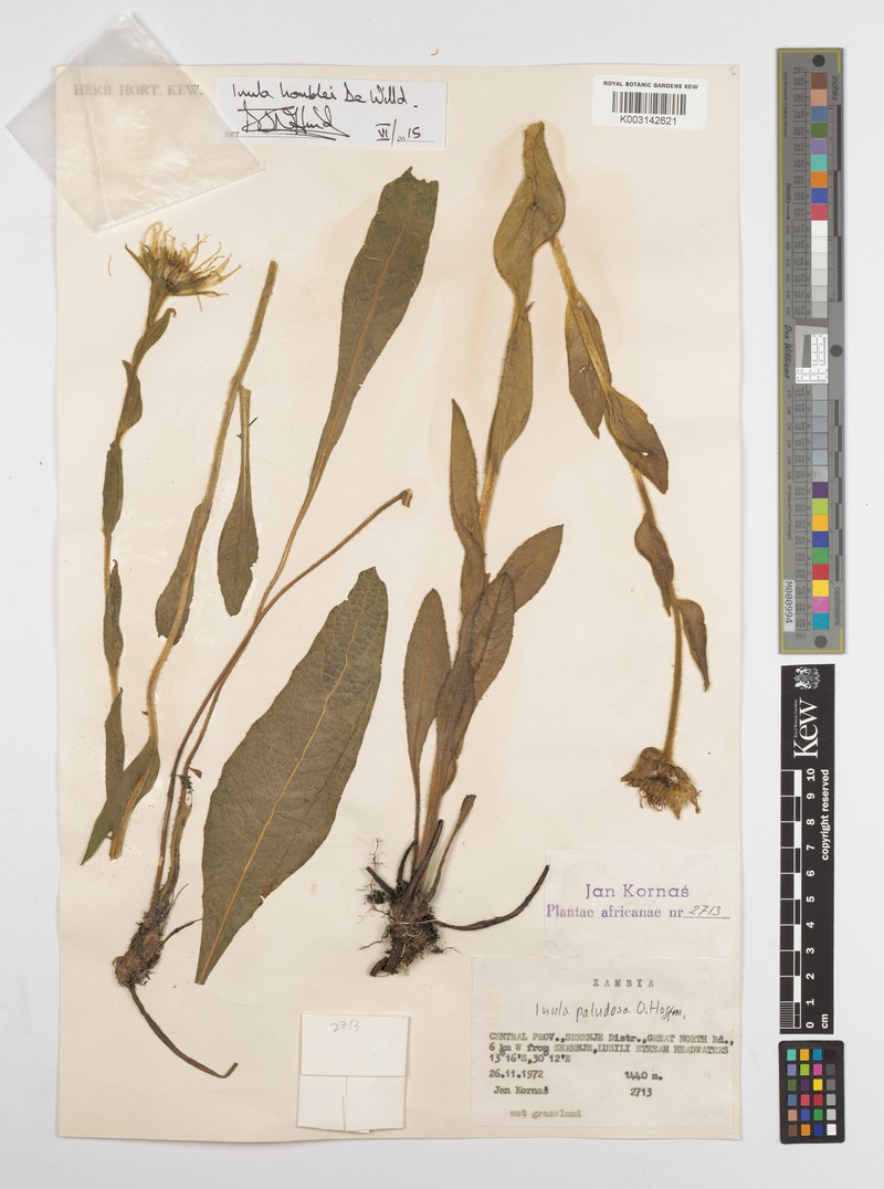 Inula poggeana photo 2